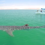 whale shark boat Tim Lang
