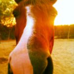 Horse Nose Baja Tim Lang