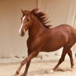 Tim Lang Running Horse Zephyr