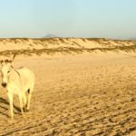 Beach Burro